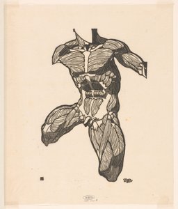 Anatomische studie van de nek-, buik- en bovenbeenspieren van een man