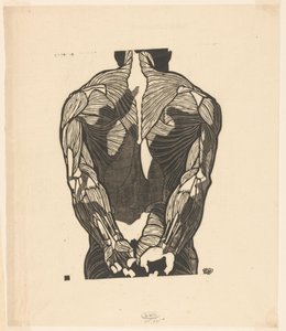 Anatomische studie van de rugspieren van een man