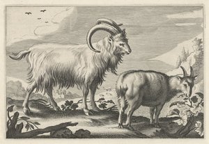 Heuvelachtig landschap met twee geiten