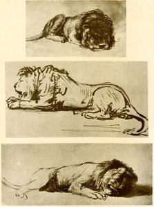 Drie leeuwenstudies door Rembrandt van Rijn