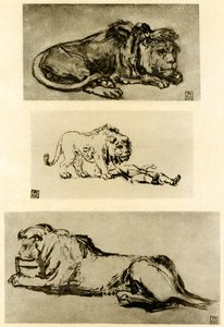 Drie leeuwenstudies door Rembrandt van Rijn