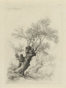 Wilgenboom