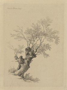 Wilgenboom