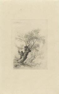 Wilgenboom