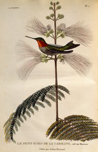 Robijnkeelkolibrie (Archilochus colubris), gravure uit Les trochilidees ou les colibris et les oiseaux-mouches