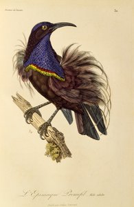 Volwassen mannelijke Paradijsgeweervogel (Ptiloris paradiseus), gravure uit Histoire naturelle des oiseaux de paradis et des epimagues