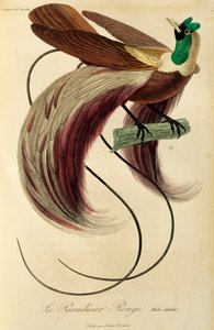 Volwassen mannelijke Rode Paradijsvogel (Paradisaea rubra), gravure uit Histoire naturelle des oiseaux de paradis et des epimagues