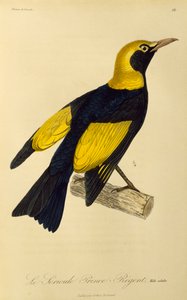 Volwassen mannelijke Regent Prieelvogel (Sericulus chrysocephalus), gravure uit Histoire naturelle des oiseaux de paradis et des epimagues door René Primevère Lesson