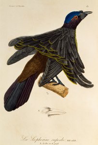 Volwassen mannelijke Superparadijsvogel (Lophorina superba), gravure uit Histoire naturelle des oiseaux de paradis et des epimagues