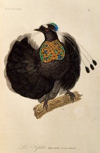 Volwassen mannelijke Westelijke Parotia (Parotia sefilata), gravure uit Histoire naturelle des oiseaux de paradis et des epimagues