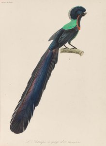 Paradijsvogel