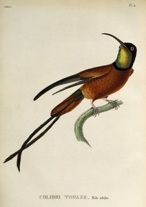 Crimson Topaz (Topaza pella), gravure uit Les trochilidees ou les colibris et les oiseaux-mouches