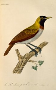 Juveniele mannelijke Kleine Paradijsvogel (Paradisaea minor), gravure uit Histoire naturelle des oiseaux de paradis et des epimagues