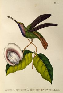 Lazuline Sabrewing (Campylopterus falcatus), gravure uit Les trochilidees ou les colibris et les oiseaux-mouches