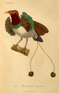 Mannelijke Koningsparadijsvogel (Cicinnurus regius), gravure uit Histoire naturelle des oiseaux de paradis et des epimagues