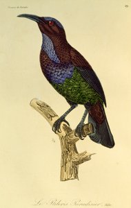 Mannetje van Paradijsgeweervogel (Ptiloris paradiseus), gravure uit Histoire naturelle des oiseaux de paradis et des epimagues