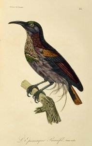 Jonge mannelijke Paradijsgeweervogel (Ptiloris paradiseus), gravure uit Histoire naturelle des oiseaux de paradis et des epimagues