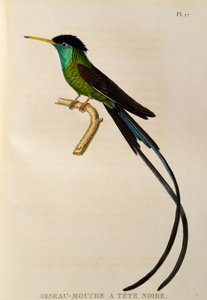 Roodbekstroomstaart (Trochilus polytmus), gravure uit Les trochilidees ou les colibris et les oiseaux-mouches