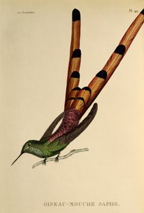 Roodstaart Comet (Sappho sparganurus), gravure uit Les trochilidees ou les colibris et les oiseaux-mouches