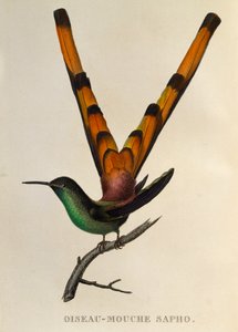 Roodstaartkomet, gravure uit Les trochilidees ou les colibris et les oiseaux-mouches