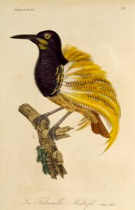 Jonge mannelijke Twaalfdradige Paradijsvogel (Seleucidis melanoleuca), gravure uit Histoire naturelle des oiseaux de paradis et des epimagues