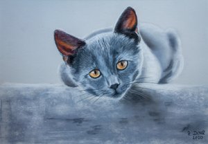 Grijze kat door Renate Dohr