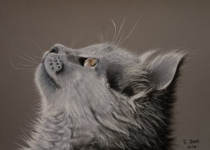 Kattenblik