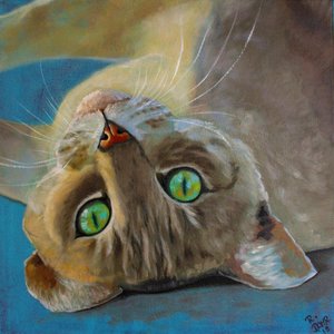 Katten geluk