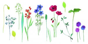 Kleurrijke bloemen in aquarel door Renate Holzner