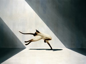 Siamese kat door Rene Boin