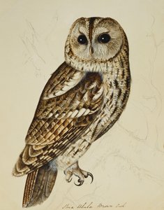 Bruine Uil (Strix Ulula) door Rev. C. Atkinson