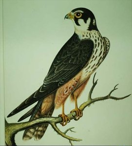 Hobby door Rev. C. Atkinson