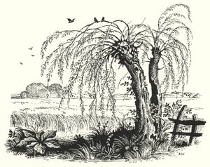 Hans Christian Andersen: De Boekweit door Rex (after) Whistler