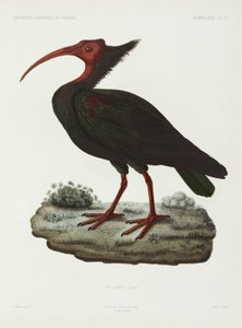 Kale ibis, Algerije door John Pardon