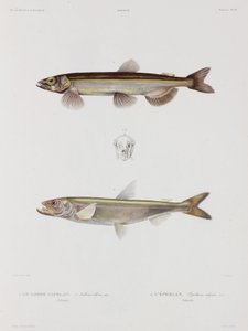 Capelin en spiering, IJsland, begin 19e eeuw door John Pardon