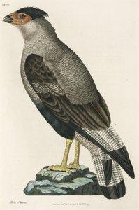 Kuifcaracara door John Pardon