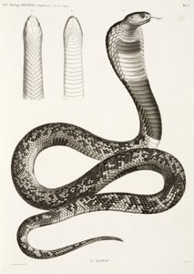 Egyptische cobra door John Pardon