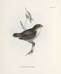 Vink, c 1832-1836 door John Pardon