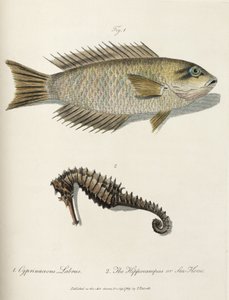 Vis en zeepaardje