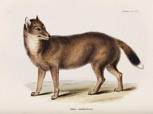 Vos, Falklandeilanden, ca. 1832-1836