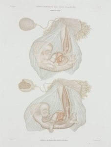 Gynaecologie Menselijke foetus op 40 dagen, ca. 1847-1859 door John Pardon