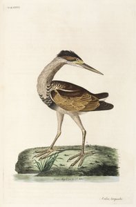 Reiger door John Pardon