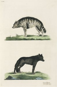 Hyena en wolf