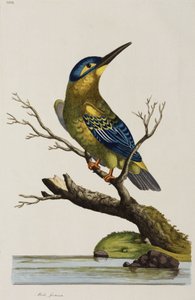 IJsvogel