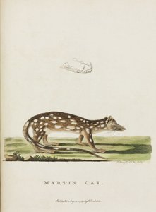 Martin Kat, Australië, ca. 1788