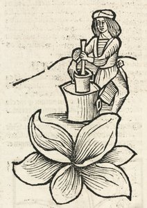 Middeleeuwse man die een vijzel en stamper gebruikt om planten te malen