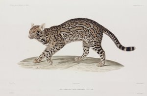Ocelot, VS door John Pardon