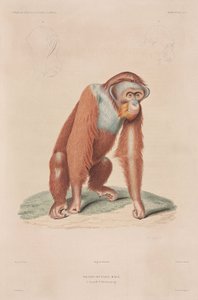 Orang-oetan, Indonesië
