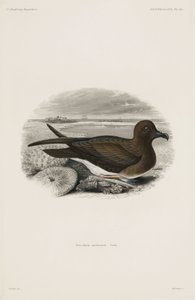 Stormvogel door John Pardon
