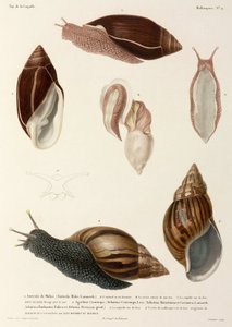 Slakken, Nieuw-Guinea, Madagaskar en Mauritius